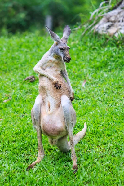 Kangur na zielonej trawie — Zdjęcie stockowe