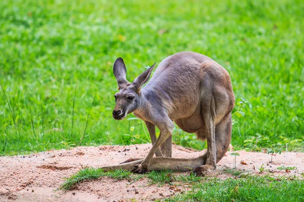 Kangaroo on green grass — Stock Photo, Image
