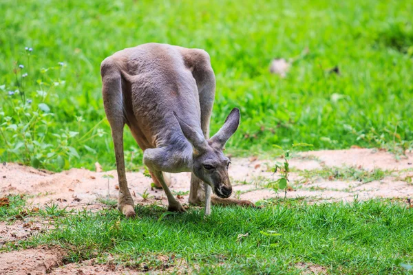 Kangaroo on green grass — Stock Photo, Image