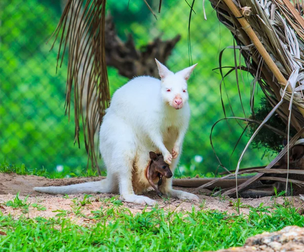 Albinos kangourou sur herbe verte — Photo