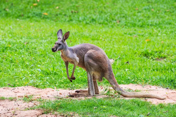 緑の芝生でカンガルー — ストック写真