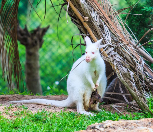 Albinos kangourou sur herbe verte — Photo