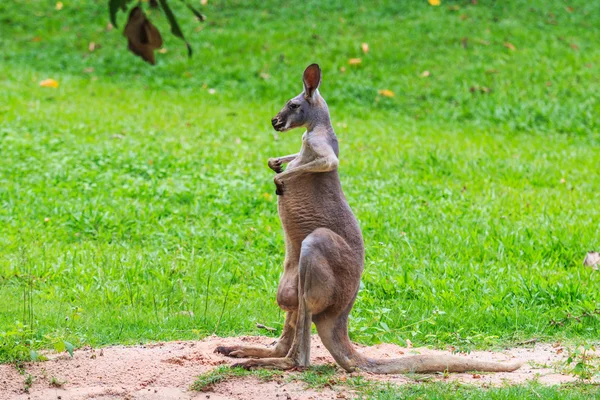 Känguru auf grünem Gras — Stockfoto