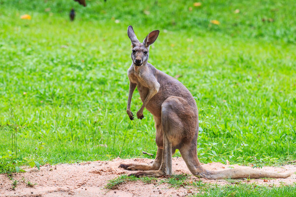 Kangaroo on green grass