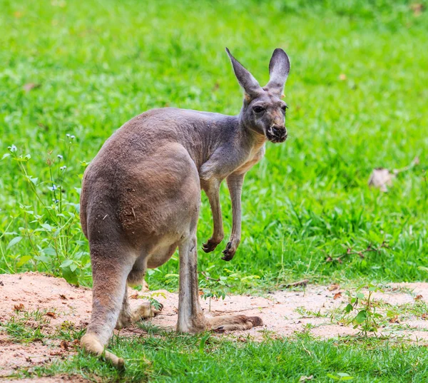 緑の芝生でカンガルー — ストック写真