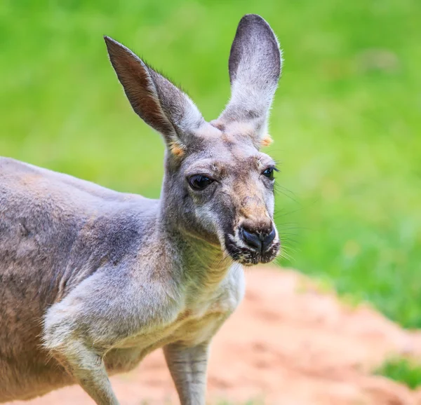 Canguro sull'erba verde — Foto Stock