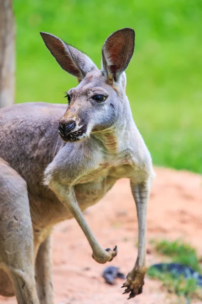 Canguro sull'erba verde — Foto Stock