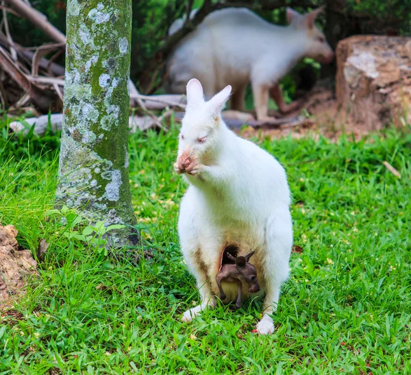 Albinos kangourou sur herbe verte — Photo