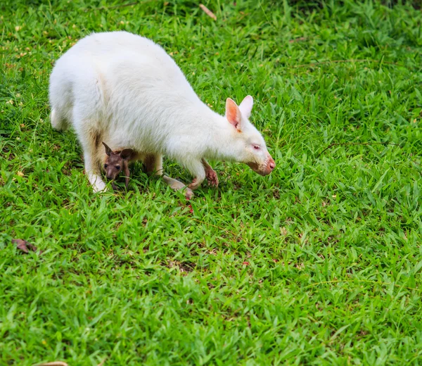 Albino kangaroo op groen gras — Stockfoto