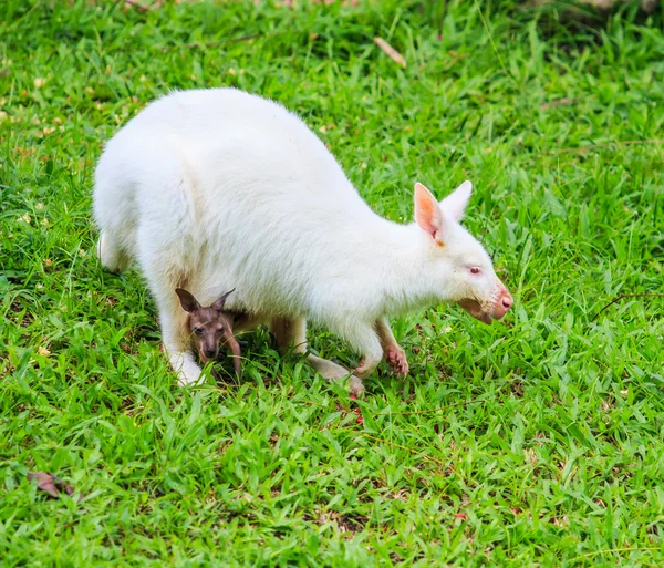 Albino kanguru yeşil çimenlerin üzerinde — Stok fotoğraf