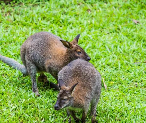 Bennet'in kanguru yeşil çimenlerin üzerinde — Stok fotoğraf