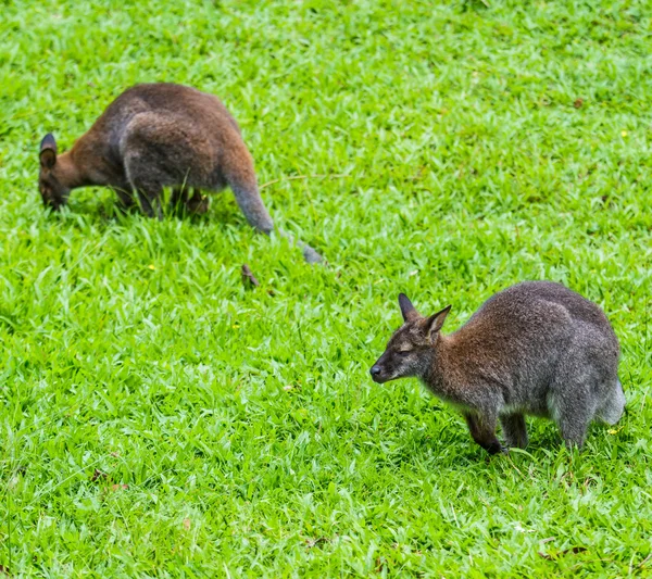 Bennet-Wallaby auf grünem Gras — Stockfoto