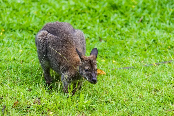 Bennet's wallaby on green grass — Stock Photo, Image
