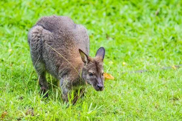 A zöld fű Bennet barátait wallaby — Stock Fotó