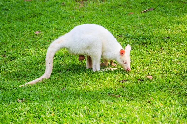 Albino-Känguru im grünen Gras — Stockfoto