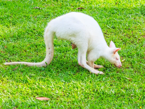 Albino-Känguru im grünen Gras — Stockfoto