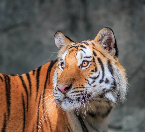 Tigre laranja selvagem na selva — Fotografia de Stock