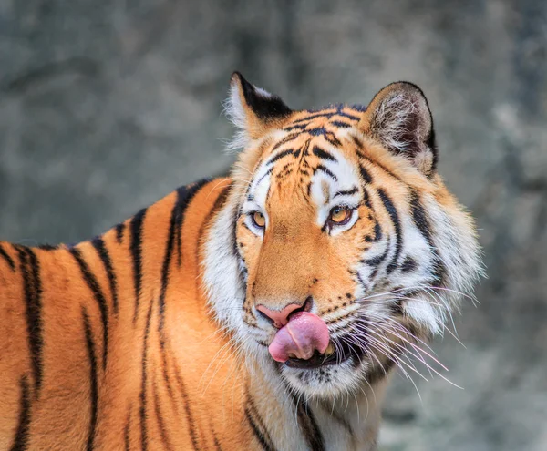 在丛林中的橙色猛虎 — 图库照片