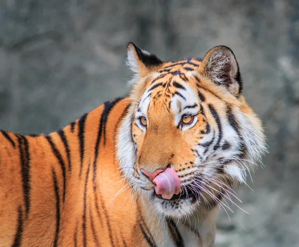ジャングルの中で野生のオレンジ虎 — ストック写真