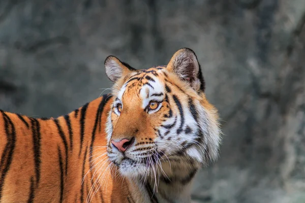 Tigre orange sauvage dans la jungle — Photo