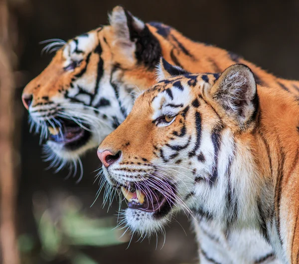 Vilda tigrar i djungeln — Stockfoto
