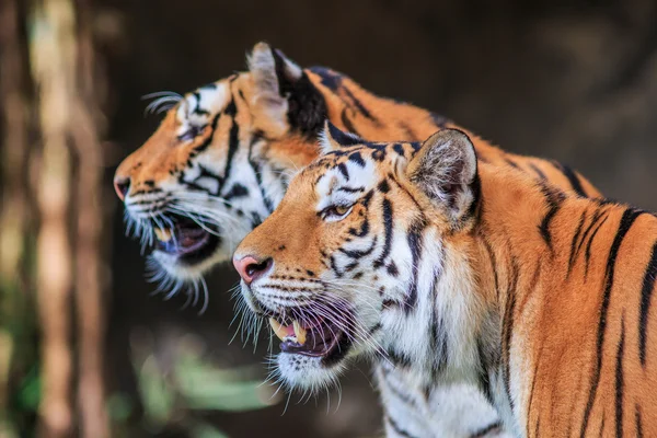 Wild tigers in jungle — Stockfoto