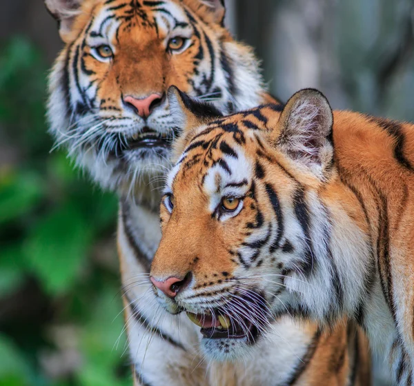 Tigres selvagens na selva — Fotografia de Stock