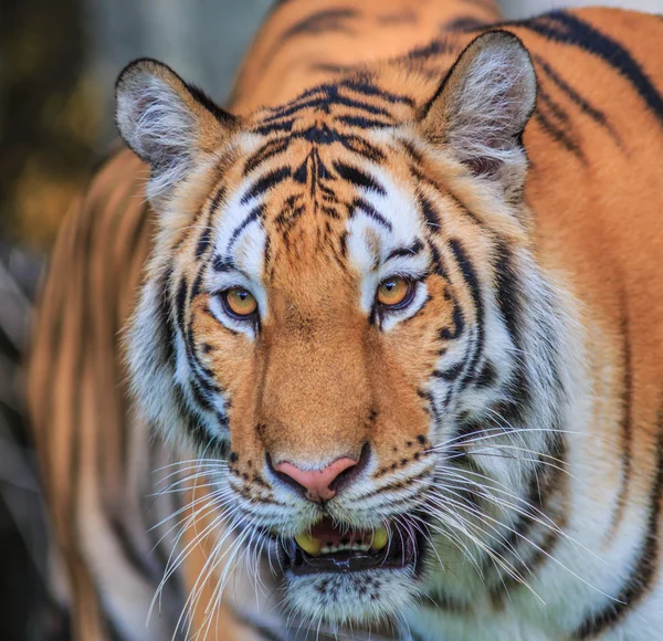 Tigre orange sauvage dans la jungle — Photo