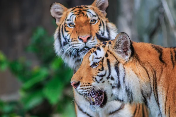 Wild tigers in jungle — Stockfoto