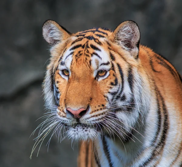 Villoransje tiger i jungelen – stockfoto