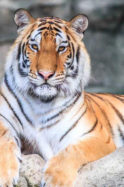 ジャングルの中で野生のオレンジ虎 — ストック写真