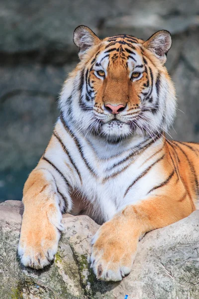 Wild oranje tiger in de jungle — Stockfoto