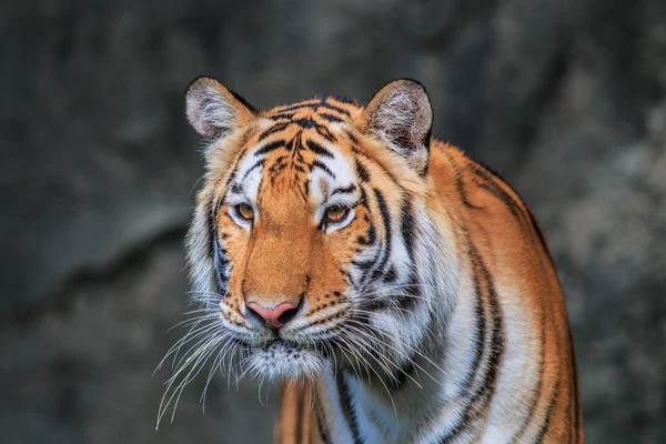 Vilda orange tiger i djungeln — Stockfoto