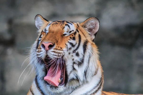 Wild orange tiger in jungle — Stock Photo, Image