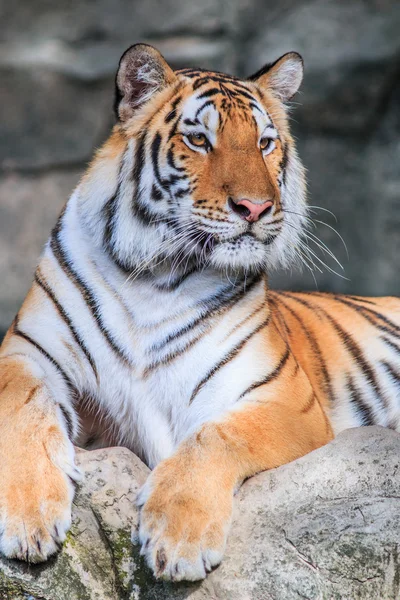 Divoký pomerančový tygr v džungli — Stock fotografie