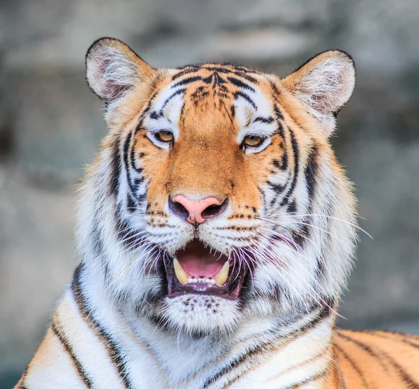 Дикий помаранчевий тигр у джунглях — стокове фото