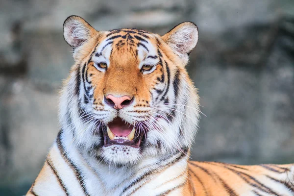 Tigre laranja selvagem na selva — Fotografia de Stock