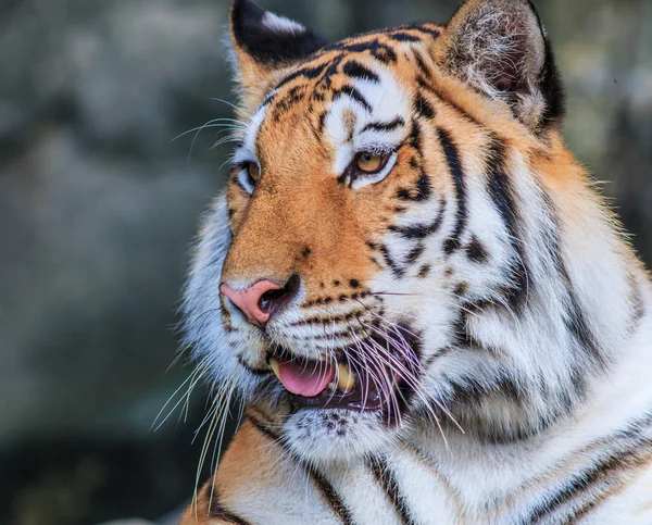 Tigre orange dans la jungle — Photo