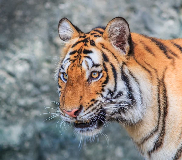 Orange tiger in jungle — Stock Photo, Image