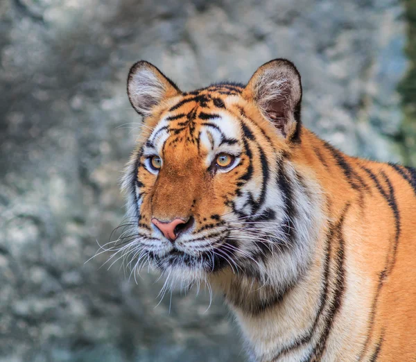 Orange tiger i djungeln — Stockfoto