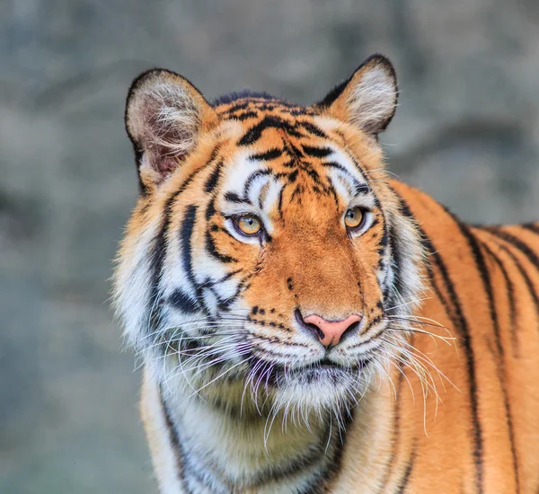 Orange tiger in jungle — Stock Photo, Image