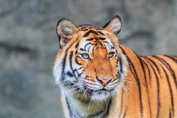 Orange tiger in jungle — Stock Photo, Image