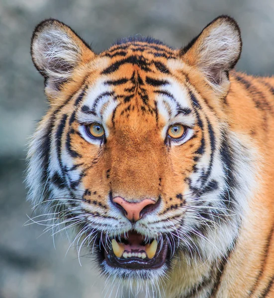 Orange tiger i djungeln — Stockfoto