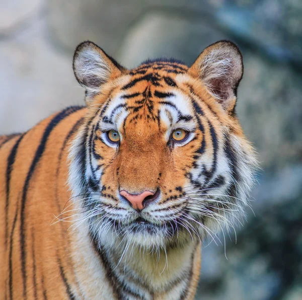 ジャングルの中でオレンジの虎 — ストック写真