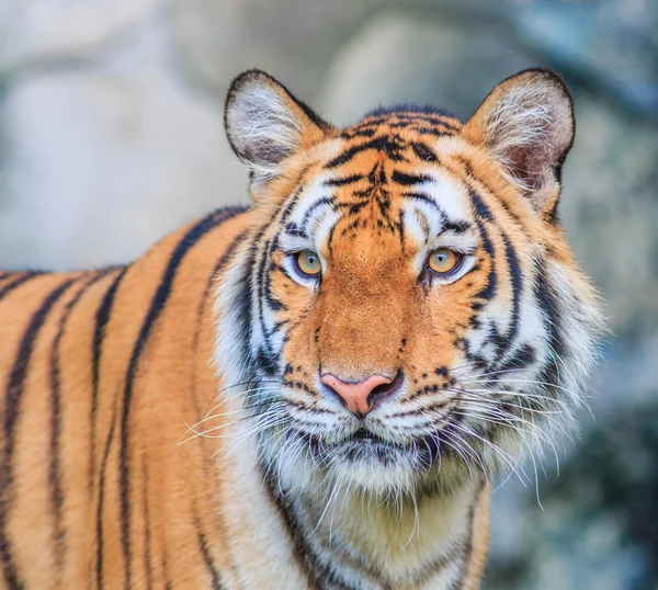 Pomarańczowy Tygrys w dżungli — Zdjęcie stockowe