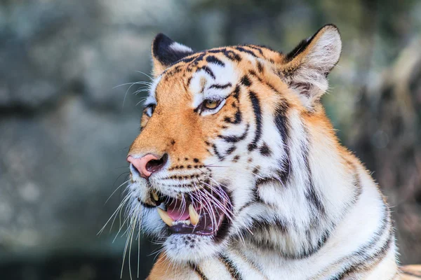 Tigre naranja en la selva —  Fotos de Stock