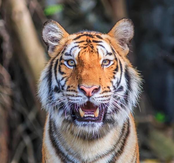 Orange tiger i djungeln — Stockfoto