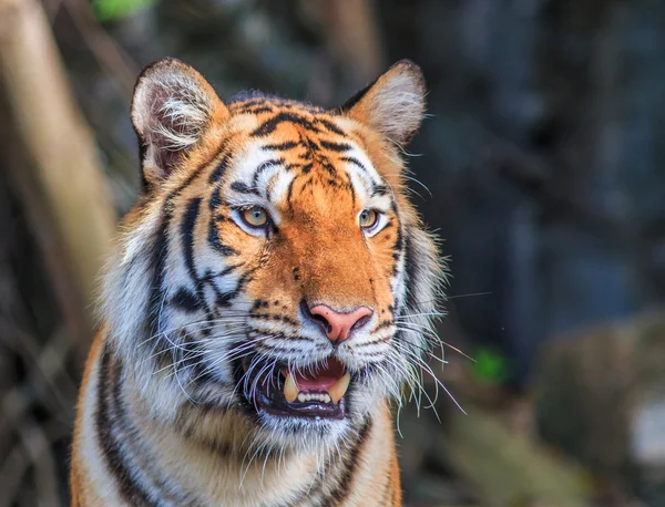 Orange tiger i djungeln — Stockfoto