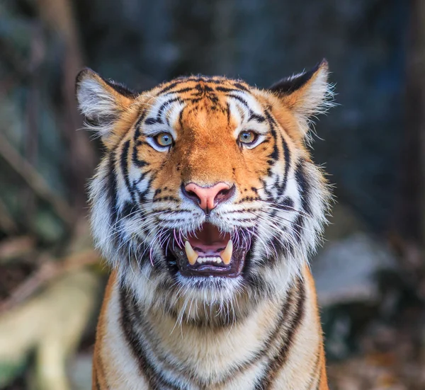 Narancssárga tigris a dzsungelben — Stock Fotó