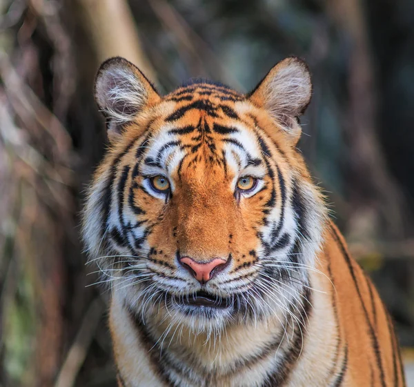 Orange tiger in jungle — Stock Photo, Image